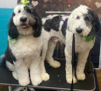 The same two sheepdogs, clean and groomed
