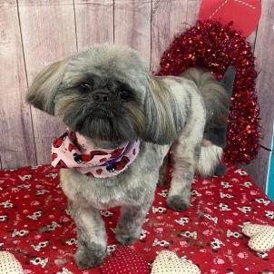 The same small dog, clean and groomed