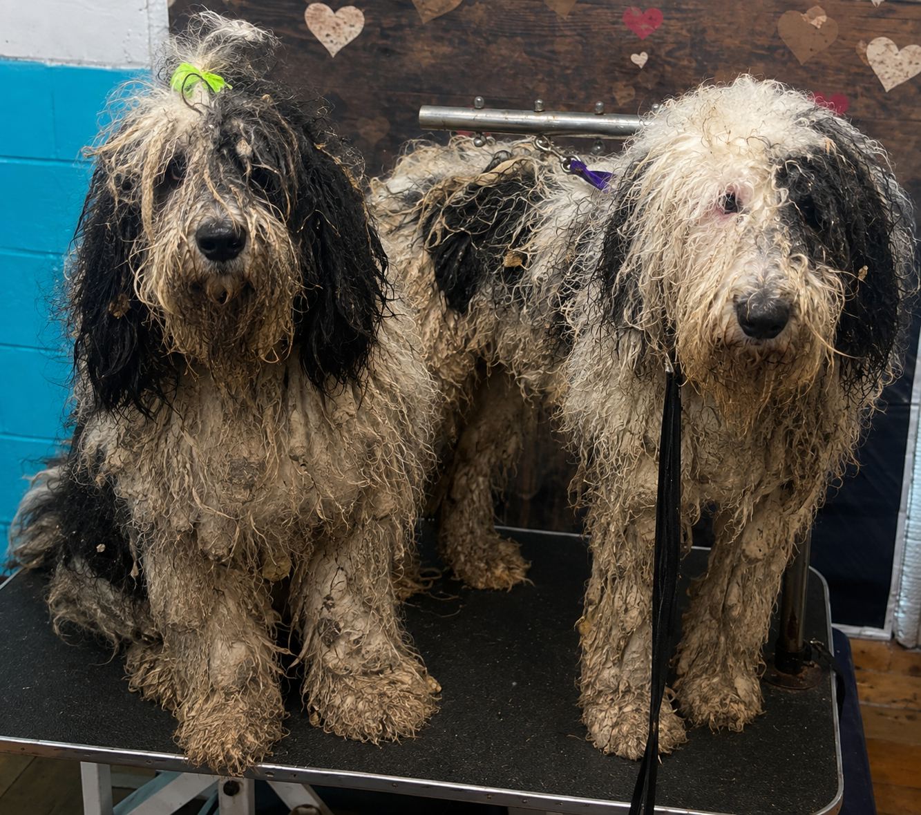 Two matted sheepdogs before grooming