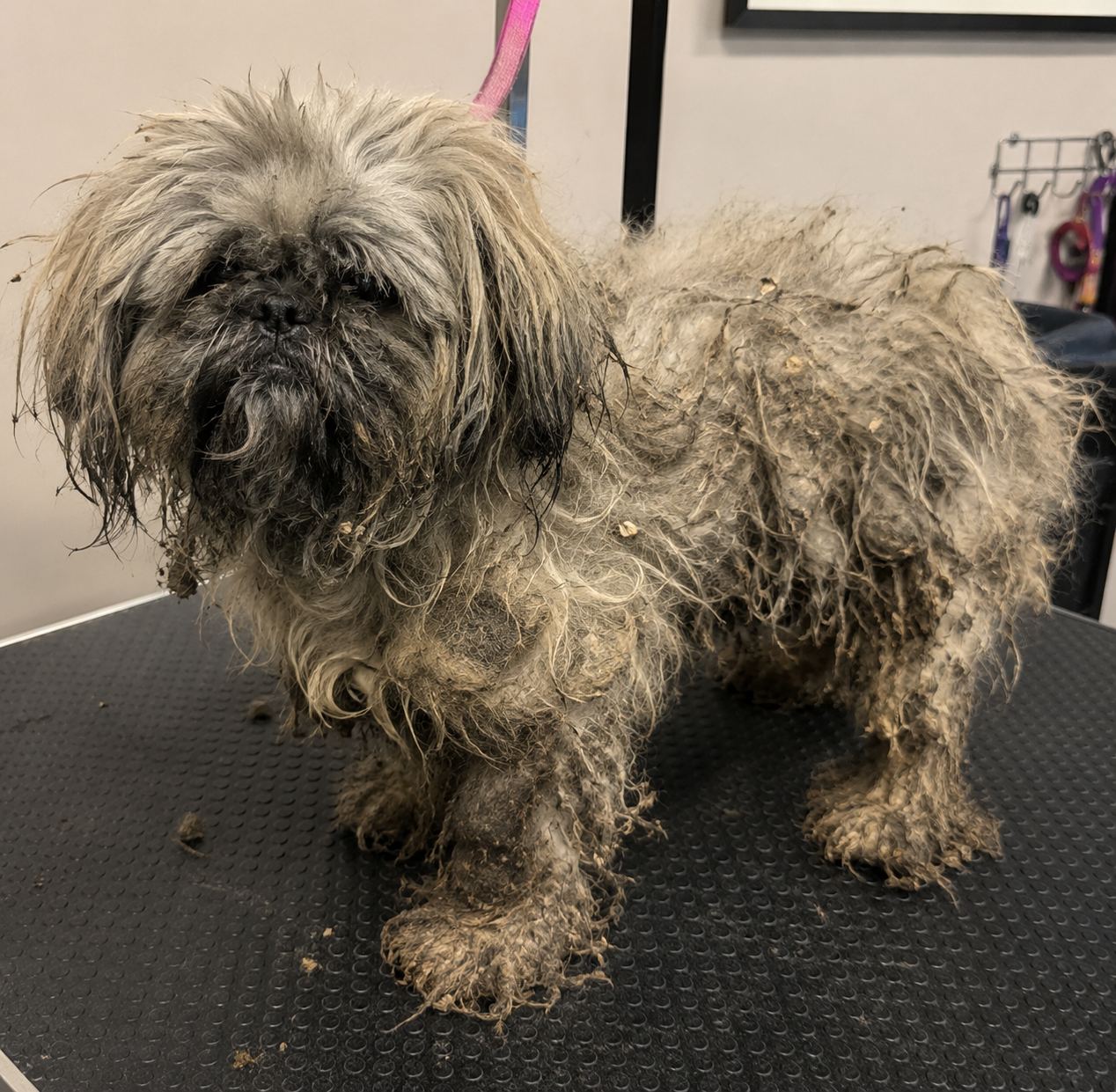 A small matted dog before grooming
